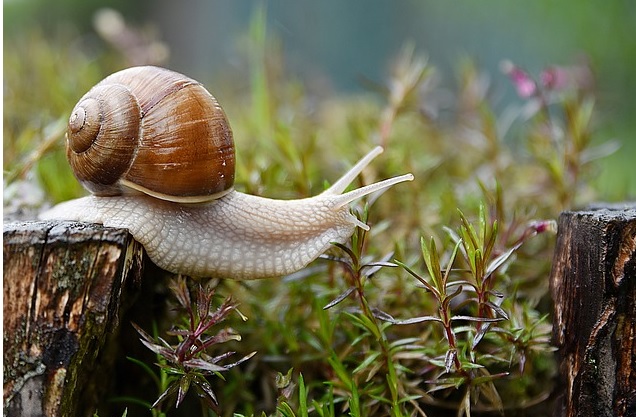 lumaca sistema paese